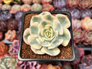 Echeveria 'Compton Carousel' 2" Succulent Plant