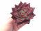 Echeveria Agavoides Red Ebony Selected Clone 5” Rare Succulent Plant