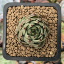 Echeveria Agavoides 'Black Cat' 1" Succulent Plant