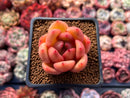Echeveria 'Monroe Chanel' 1" Succulent Plant