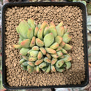 Echeveria 'Usyamiin' 3" Cluster New Hybrid Succulent Plant
