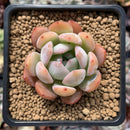 Echeveria 'Star Mark' 2" Succulent Plant