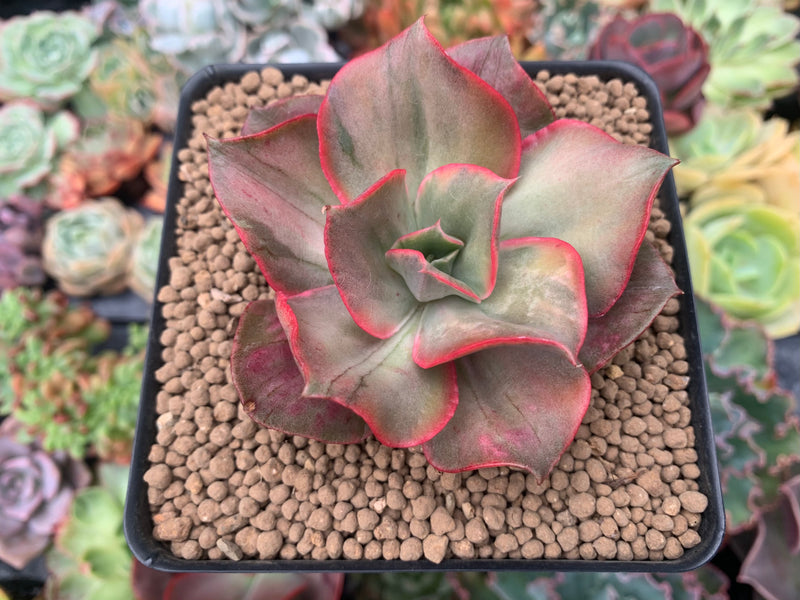 go succulent Echeveria 'Minigosaong' Variegated 2"-3" Succulent Plant – True Succulents  Plant Co