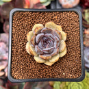 Echeveria 'Citrine' 1"-2" Seed Grown Air Magic Hybrid Succulent Plant