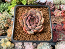 Echeveria 'Herbion' 2" New Hybrid Succulent Plant