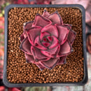 Echeveria Agavoides 'Red Ebony' 2" Succulent Plant