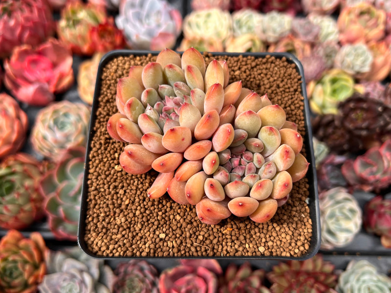 succulent lips plant Echeveria 'Chubby Lips' 4" Succulent Plant – True Succulents Plant Co