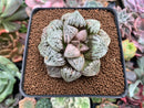 Haworthia Picta 'Okubo' 3" Succulent Plant