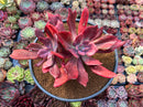 Echeveria 'Diamond State' Variegated 6"-7" Large Cluster Succulent Plant