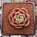 Echeveria 'Monello' 1" Succulent Plant