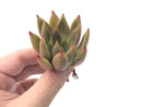 Echeveria Agavoides 'Pysche' 3" Succulent Plant