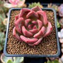 Echeveria 'Pink Champaign' 1"-2" Succulent Plant