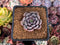 Echeveria 'Wiz Beauty' 1" New Hybrid Succulent Plant