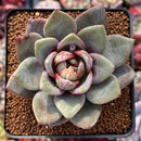 Echeveria 'German Champaign' 2" Succulent Plant