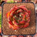 Echeveria Agavoides 'Elkhorn' 2" Succulent Plant