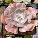 Echeveria 'Lilacina' Marble Variegated 3" Succulent Plant