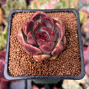 Echeveria 'Violet Cheese' 2" Succulent Plant