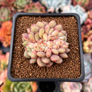 Echeveria 'Ariel' Crested 1"-2" Succulent Plant