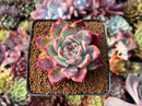 Echeveria 'Ratam' 3" Succulent Plant