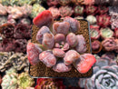 Echeveria 'Pagoda' 3"-4" Succulent Plant