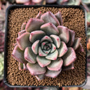 Echeveria 'Felipeso' 2" Succulent Plant
