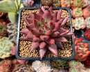 Echeveria Agavoides 'Sirus' 3" Succulent Plant