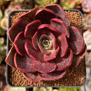 Echeveria 'Red Tan' 2"-3" Succulent Plant