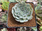 Echeveria 'Rumpil' 3" Succulent Plant