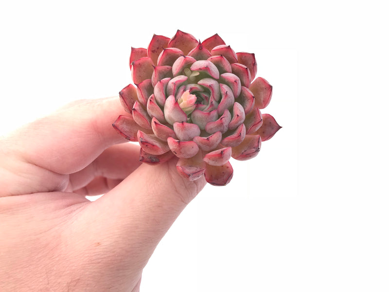 red edged succulent Echeveria Zaragoza 'Red Edge' 1”-2” Rare Succulent Plant – True Succulents Plant Co