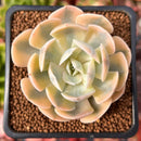Echeveria Runyonii Variegated (Aka Echeveria 'Akaihosi' Variegated) 2" Succulent Plant