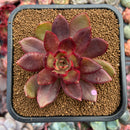 Echeveria 'Love and War' 3"-4" Succulent Plant