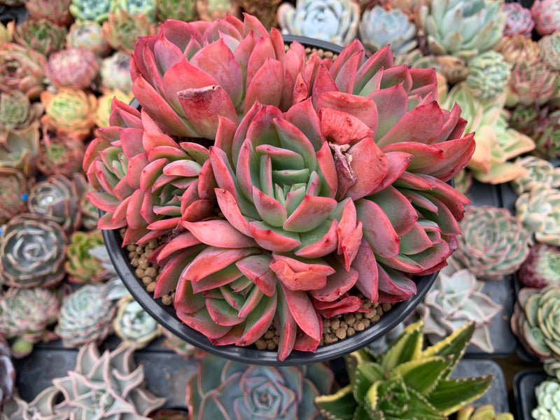succulent large leaves Echeveria 'Luella' 5"-6" Large Cluster Succulent Plant – True Succulents Plant Co