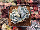 Echeveria 'Exotic' 2"-3" Powdery Succulent Plant