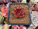 Echeveria Agavoides sp. 1" Small Succulent Plant