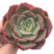 Echeveria ‘Patrisia’ 4” Rare Succulent Plant