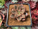 Echeveria Agavoides 'Shaikh' 2" Succulent Plant
