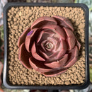 Echeveria 'Monchouchou' 2" Succulent Plant