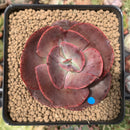 Echeveria 'Big Red' 2"-3" Succulent Plant
