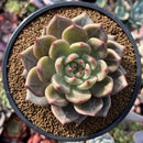 Echeveria 'Luna Solar' 4" New Hybrid Succulent Plant