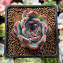 Echeveria 'Estrella' 2" Succulent Plant
