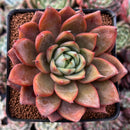 Echeveria Agavoides sp. Succulent Plant