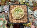 Echeveria 'Fun Queen' 2" Succulent Plant