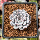 Echeveria 'Gray Rosa' 1" Succulent Plant