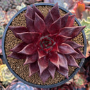 Echeveria Agavoides 'Luming' 4"-5" Succulent Plant