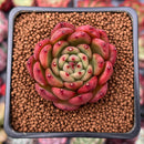 Echeveria Agavoides 'Red Wine' 1" Succulent Plant