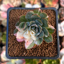 Echeveria 'Bradburiana' Variegated 2" Succulent Plant