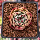 Echeveria Agavoides 'Blue Dragon' 2" Succulent Plant