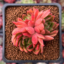 Echeveria Agavoides 'Cagliari' 1"-2" Cluster Succulent Plant