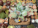 Echeveria 'Blue Spur' 3" New Hybrid Succulent Plant