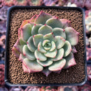 Echeveria 'Belladona' 2" Succulent Plant